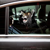 Vibrant goat decal perfectly positioned on a smooth white car door panel