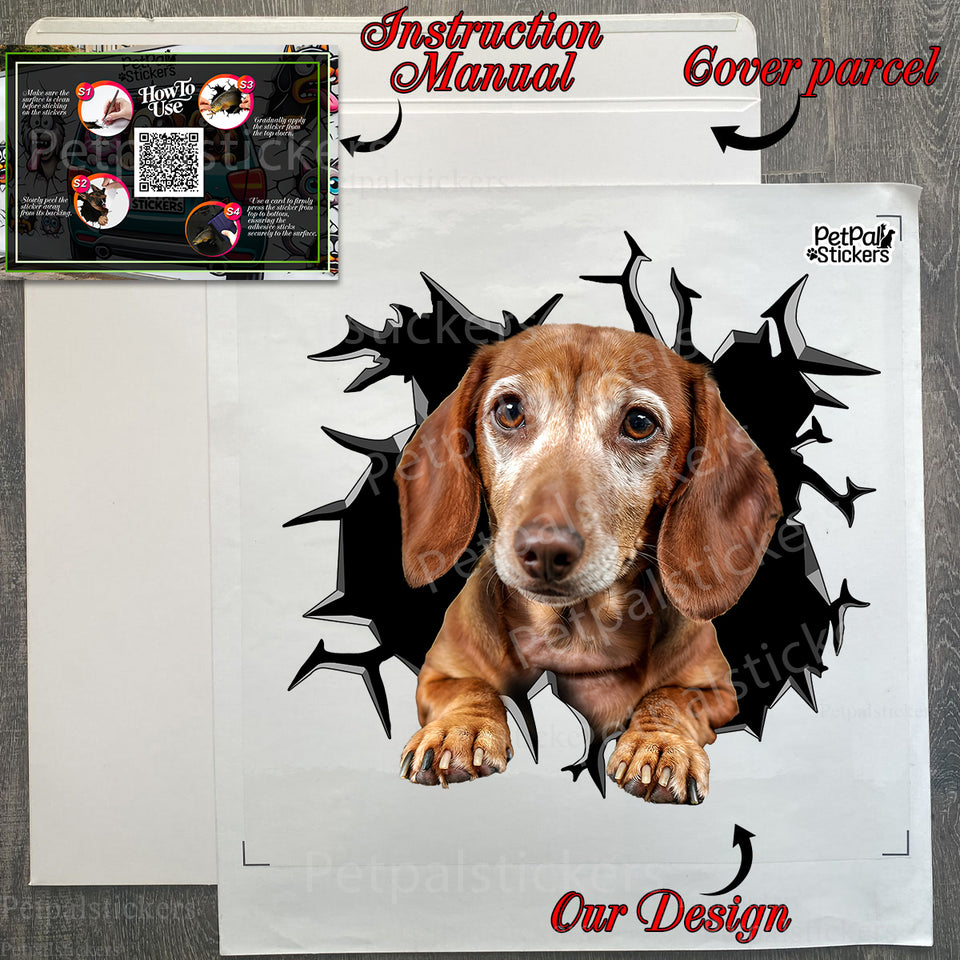 Carefully boxed Dachshund decal ready for unboxing in protective product package.