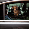 Glossy Dachshund graphic sticker seamlessly placed on a sleek white car door.