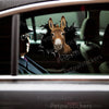 Cute Donkey decal applied smoothly onto the exterior car door surface of a clean vehicle.