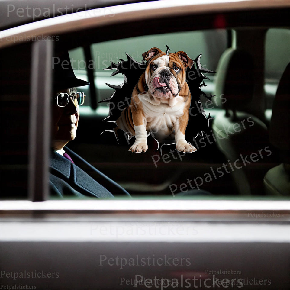 Clear vinyl English Bulldog graphic sticker displayed neatly on a white car door.