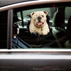 Vibrant English Bulldog decal applied cleanly onto an exterior car door.