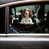 Playful English Springer Spaniel decal smoothly installed on the gloss finish of a white car door.