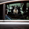 Glossy Frenchie dog sticker smoothly applied to the exterior car door of a white vehicle.