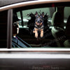 Vibrant German Shepherd decal applied neatly onto a dark car door exterior.