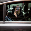 Glossy German Shepherd decal smoothly applied to a clean car door surface.