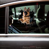 Glossy German Shepherd head sticker seamlessly applied on the exterior car door surface.