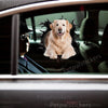 Glossy car door featuring the Golden Retriever  Beach vinyl decal on a clean painted surface.