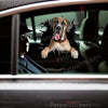 Eye-catching Great Dane Bumper graphic decal adhered smoothly to a white car door.