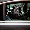 Realistic Great Dane dog sticker displayed on a car door exterior.