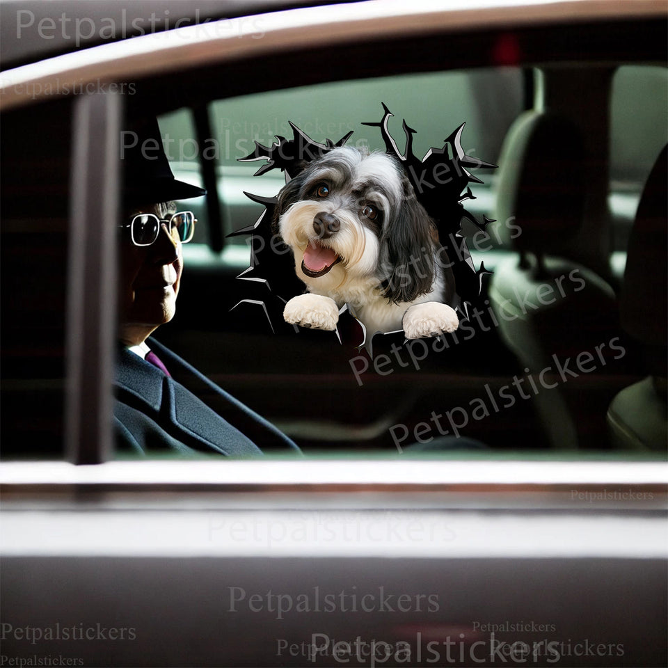Glossy Havanese graphic decal displayed prominently on a white car door.