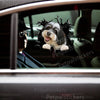 Glossy Havanese graphic decal displayed prominently on a white car door.