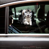 Vibrant Husky dog decal adhered smoothly onto a white car door exterior.
