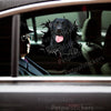 Adhesive Labrador graphic decal smoothly displayed on a clean car door surface.