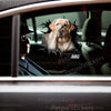 Charming Labrador decal installed cleanly onto a smooth car door exterior surface.