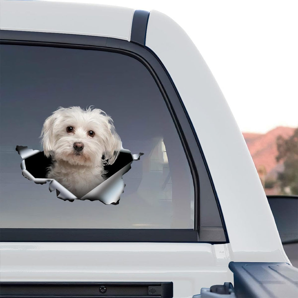 Clear standalone product design showing a charming Maltese dog graphic decal on a transparent background.