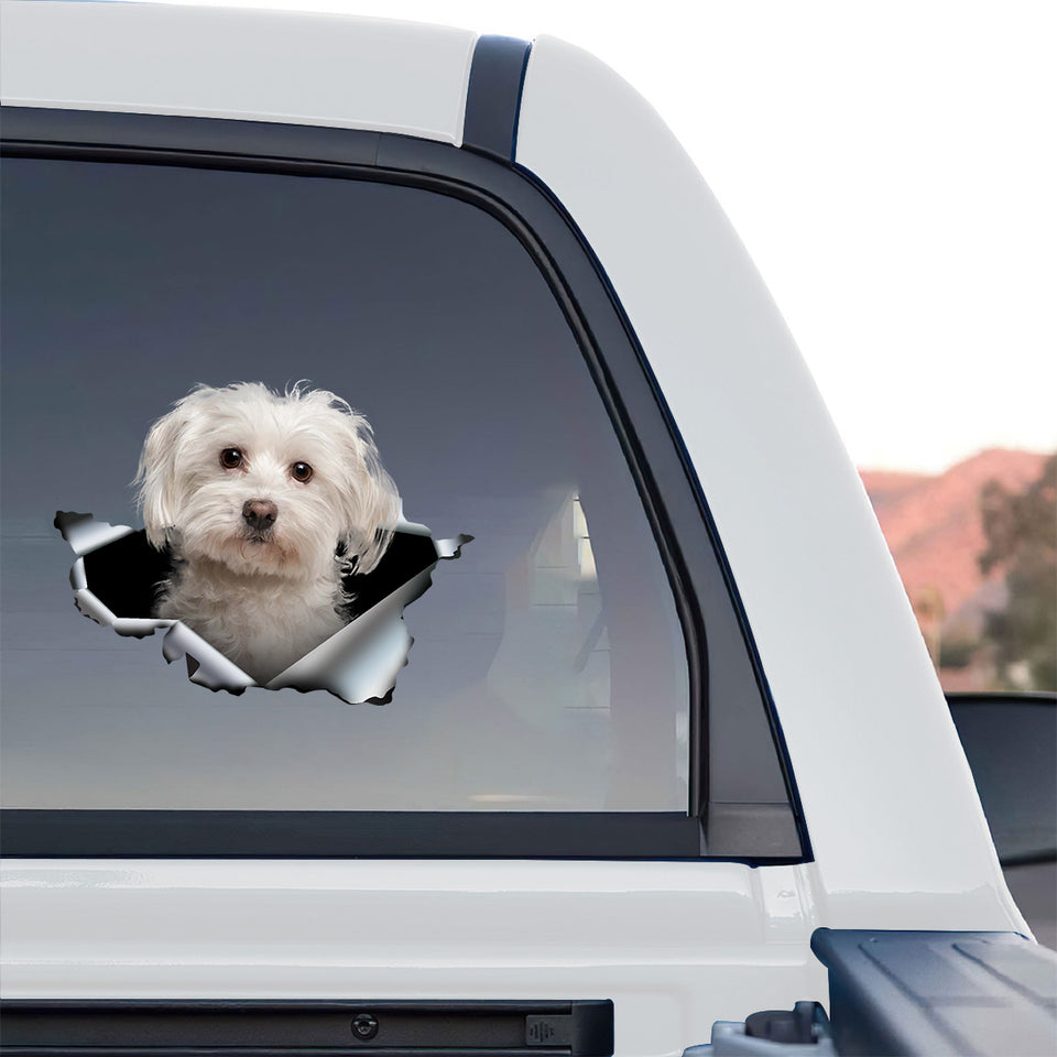 Glossy Maltese dog decal styled onto the rear window of a truck parked outdoors.
