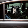 Clear vinyl dog sticker smoothly adhered to a white car door for outdoor display.