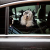 Car door decorated with a playful Old English Sheepdog vinyl decal featuring rich gloss detail.