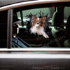 Glossy Papillon decal applied smoothly onto the side car door of a clean passenger vehicle.