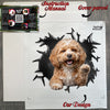 Protective package with application instructions for the Petpal car decal.