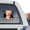 Standalone product design featuring detailed Pitbull dog graphic artwork on clear vinyl.