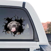 Clear standalone product design showing the vibrant Pitbull graphic decal.