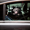 Glossy Pitbull dog decal displayed cleanly on a white car door exterior.