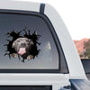 Eye-catching Pitbull graphic sticker applied to the rear window of a truck.