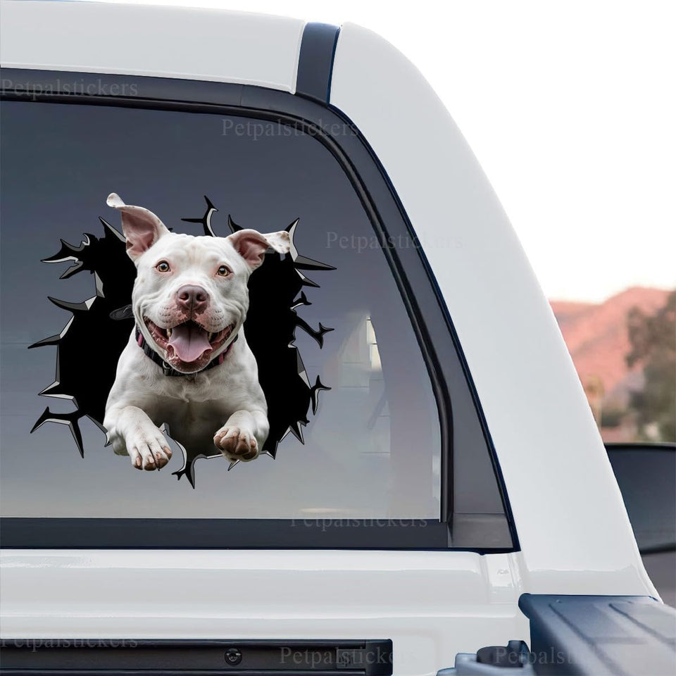 Pitbull On Board car decal featuring vibrant graphics displayed as a standalone product design.