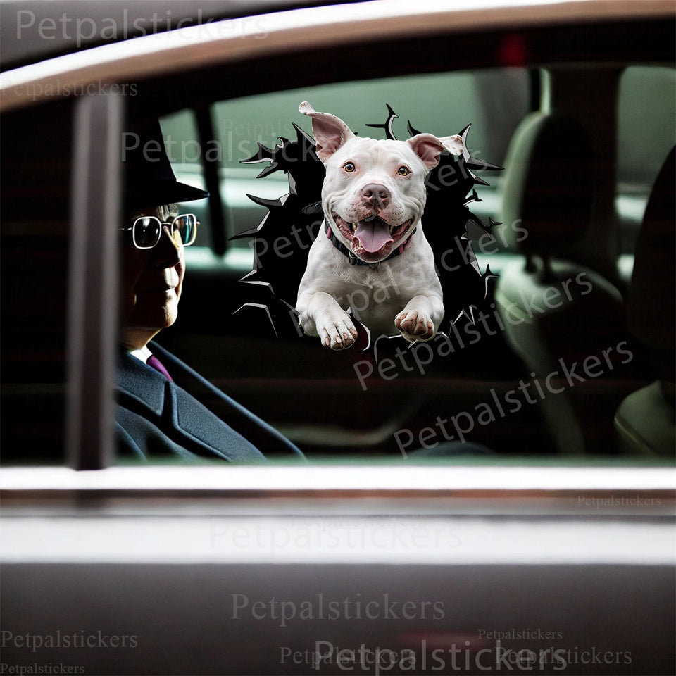 Glossy Pitbull On Board vinyl decal applied smoothly to a white car door surface.