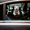 Glossy Pitbull On Board vinyl decal applied smoothly to a white car door surface.