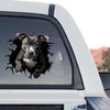 Vibrant Pitbull graphic decal standalone product design showing cracked glass effect.