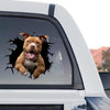 Vibrant Pitbull peeking artwork in a standalone product design format on transparent vinyl.