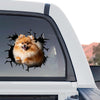 Vibrant Pomeranian graphic art displayed as a standalone product design on transparent film.