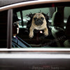 Charming Pug dog decal applied smoothly onto the glossy exterior car door panel.