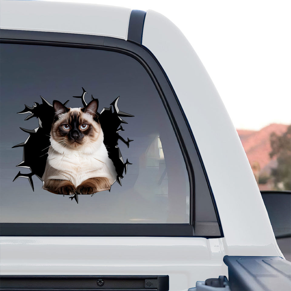 Vibrant Ragdoll Cat graphic sticker applied smoothly to the rear glass of a truck.