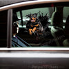 Realistic Rottweiler decal featuring a cracked glass look applied to a sleek car door exterior.