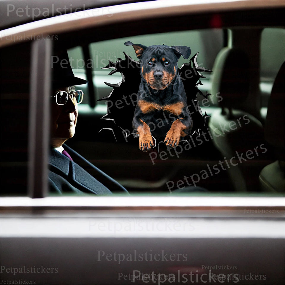 Stunning Rottweiler vinyl sticker applied neatly onto a dark glossy car door.
