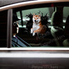 Realistic 3D Shiba Inu broken glass sticker applied on a smooth white car door.