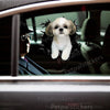 Cute Shih Tzu vinyl sticker applied smoothly to an exterior car door surface