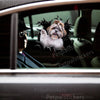 Shih Tzu waving paw graphic decal adhered to the exterior car door of a white vehicle.