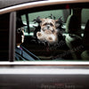 Vibrant Shih Tzu pet graphic decal applied to the exterior car door of a white sedan.