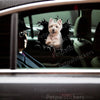 A cute West Highland White Terrier graphic decal adhered smoothly to an exterior car door.