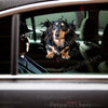 Glossy Wiener Dog graphic decal positioned smoothly on a white car door surface.