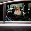 Vibrant yellow labrador retriever sticker applied cleanly onto a vehicle car door.
