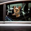 Glossy Yorkie vinyl decal applied cleanly onto a white car door surface.