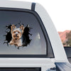 Glossy Yorkie dog decal applied smoothly to the rear glass window of a truck.