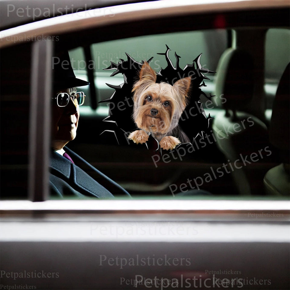 Adorable Yorkie  For graphic sticker perfectly applied onto a smooth exterior car door surface.