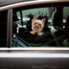 Adorable Yorkie  For graphic sticker perfectly applied onto a smooth exterior car door surface.